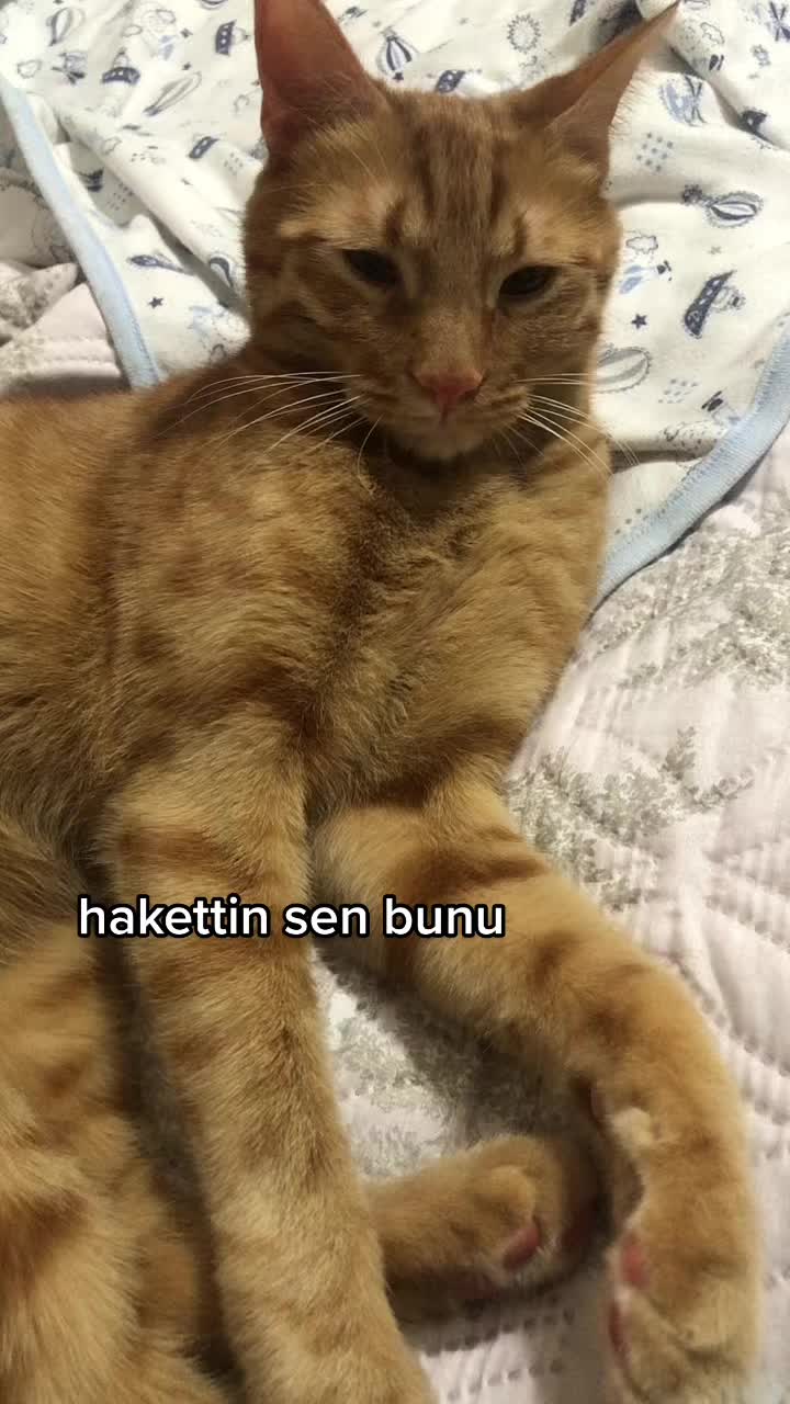 @Paşa Bebek
