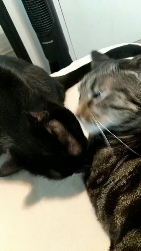 @Greeneyedkitties