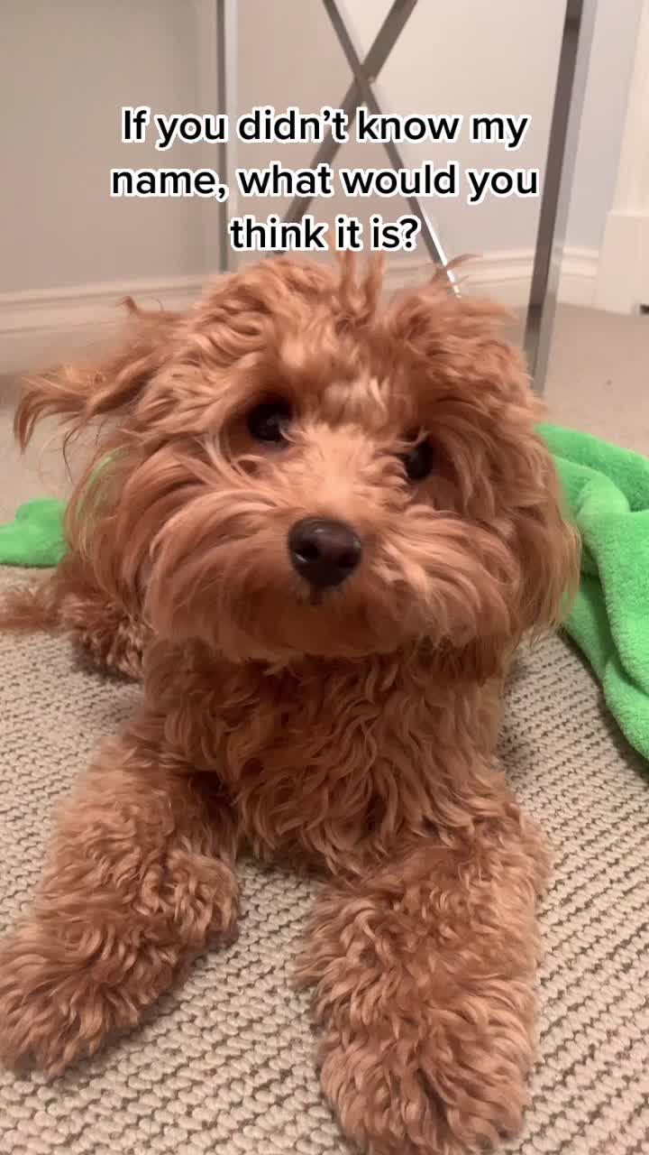 @⚡️Cutest puppy on planet earth