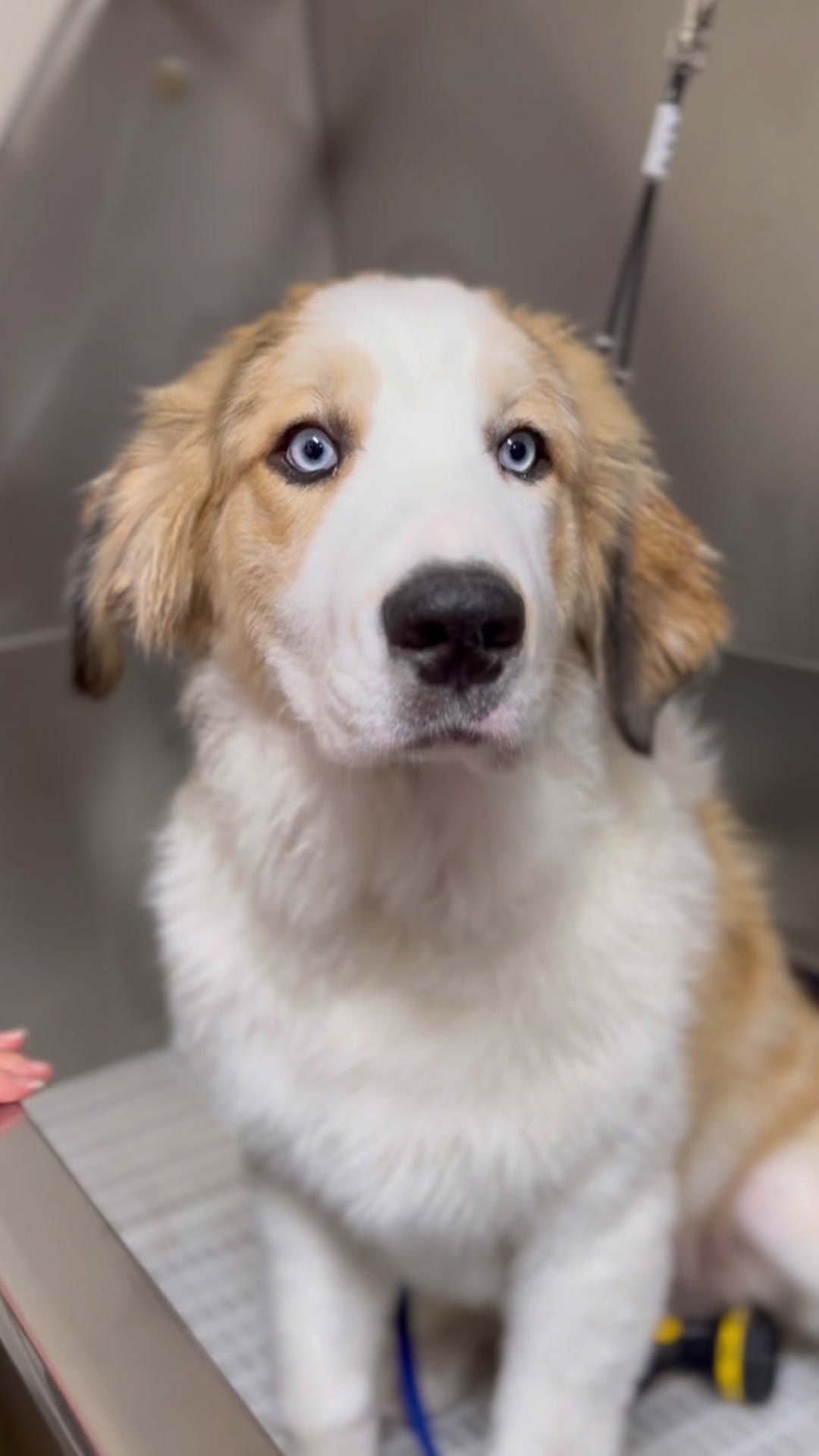 @Dogromat Pet Groomers