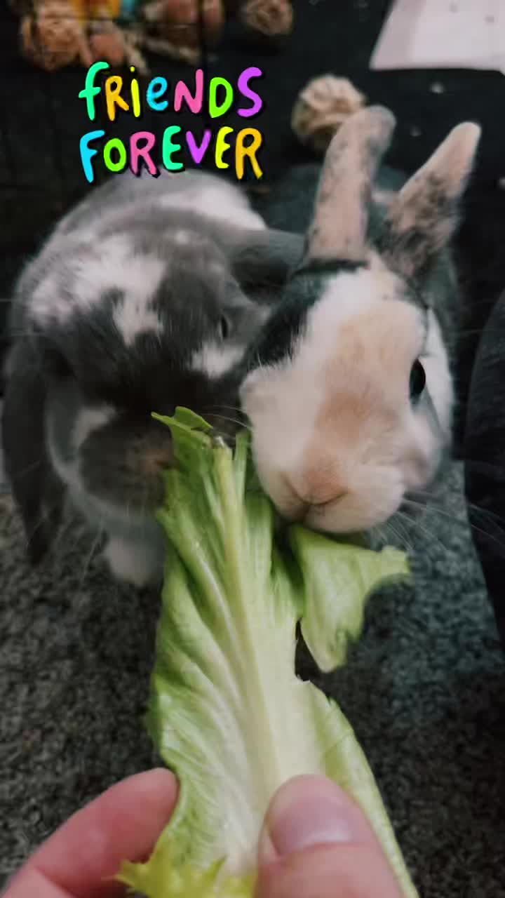 @BunBun and BaeBae