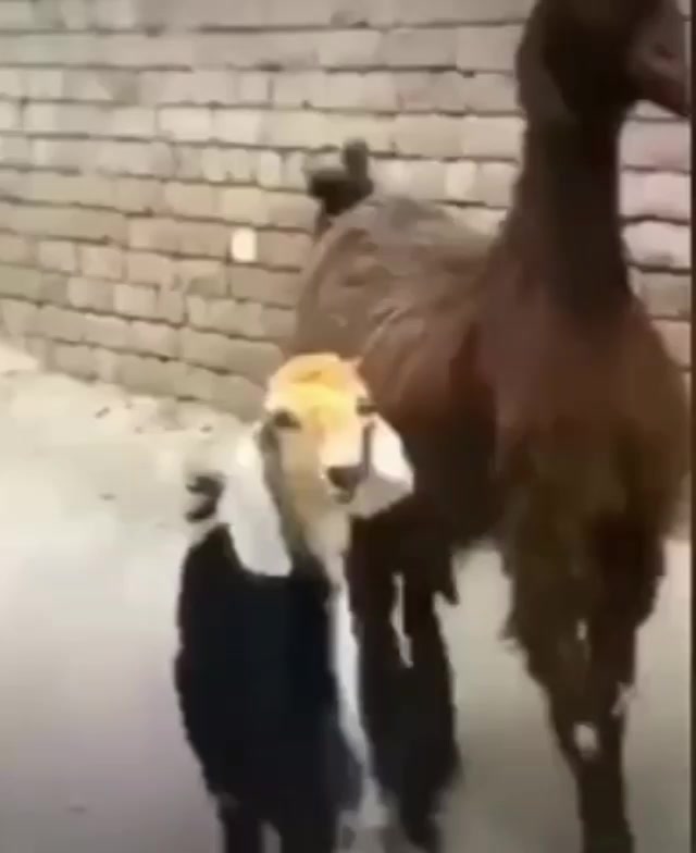 @Mustafa Kılıcogly