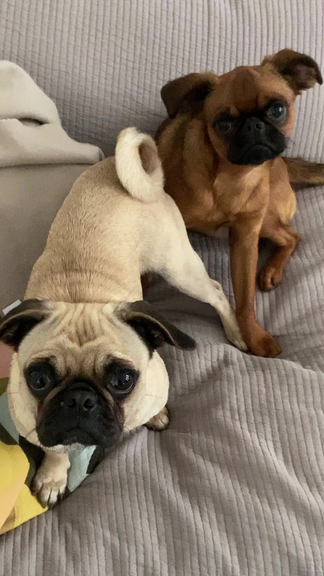 @thedoguepile