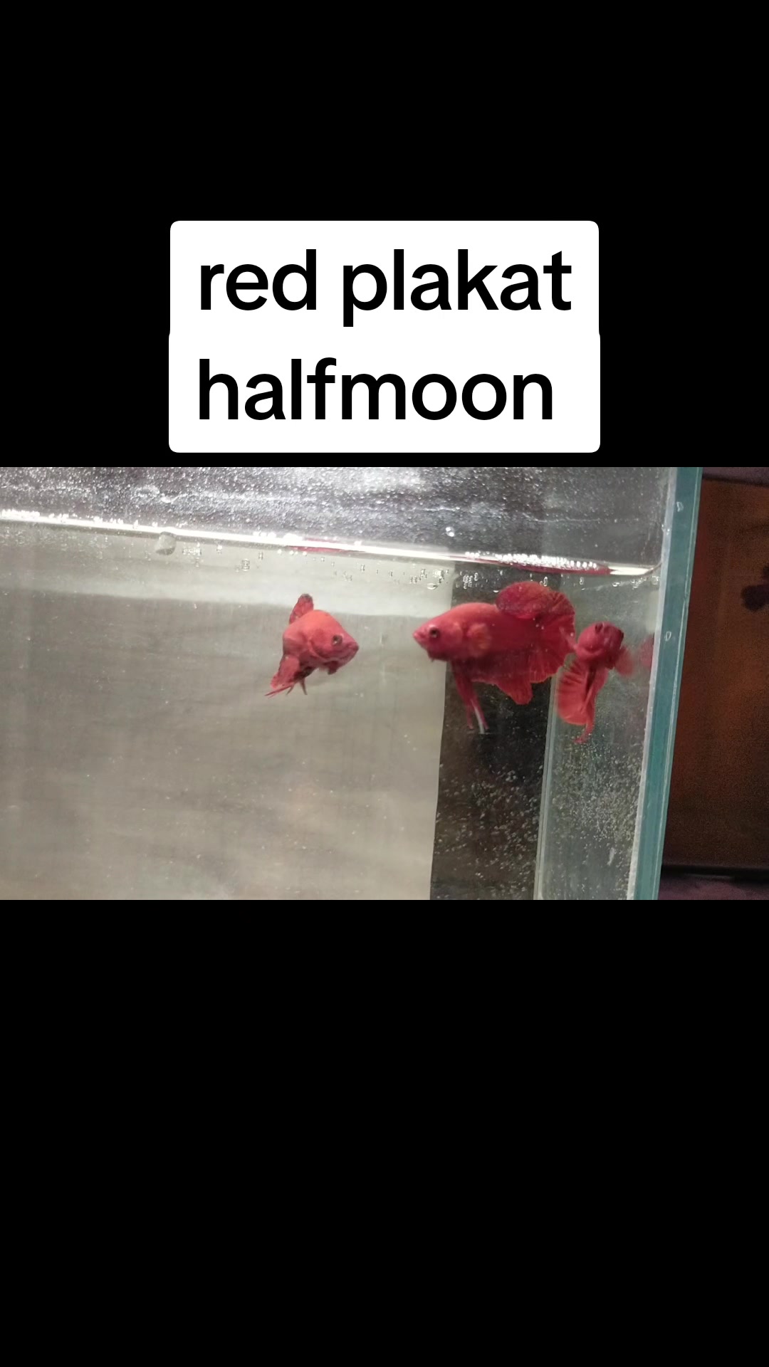@axolotl üretim