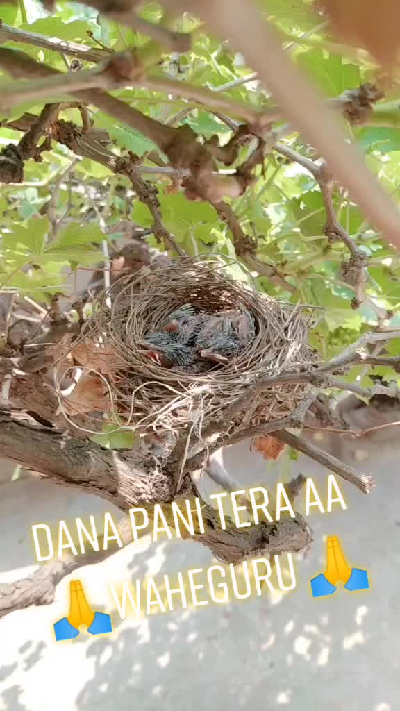 @Moni Balbhera
