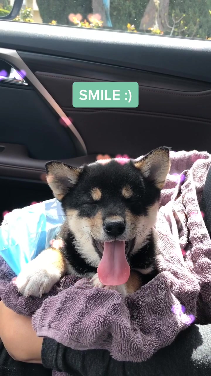 @Zoe the Shiba Inu