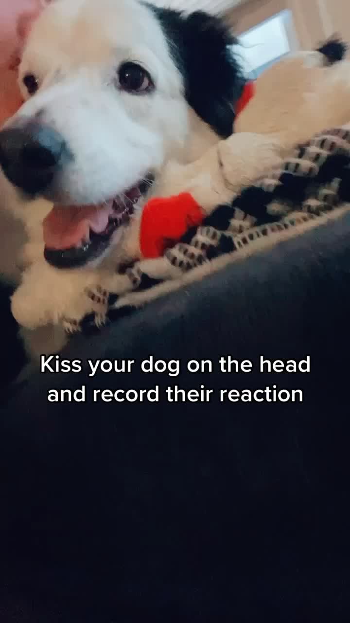 @baygiaussie