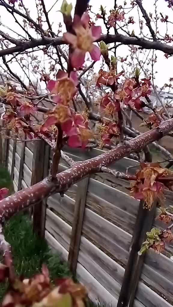 @Emoş