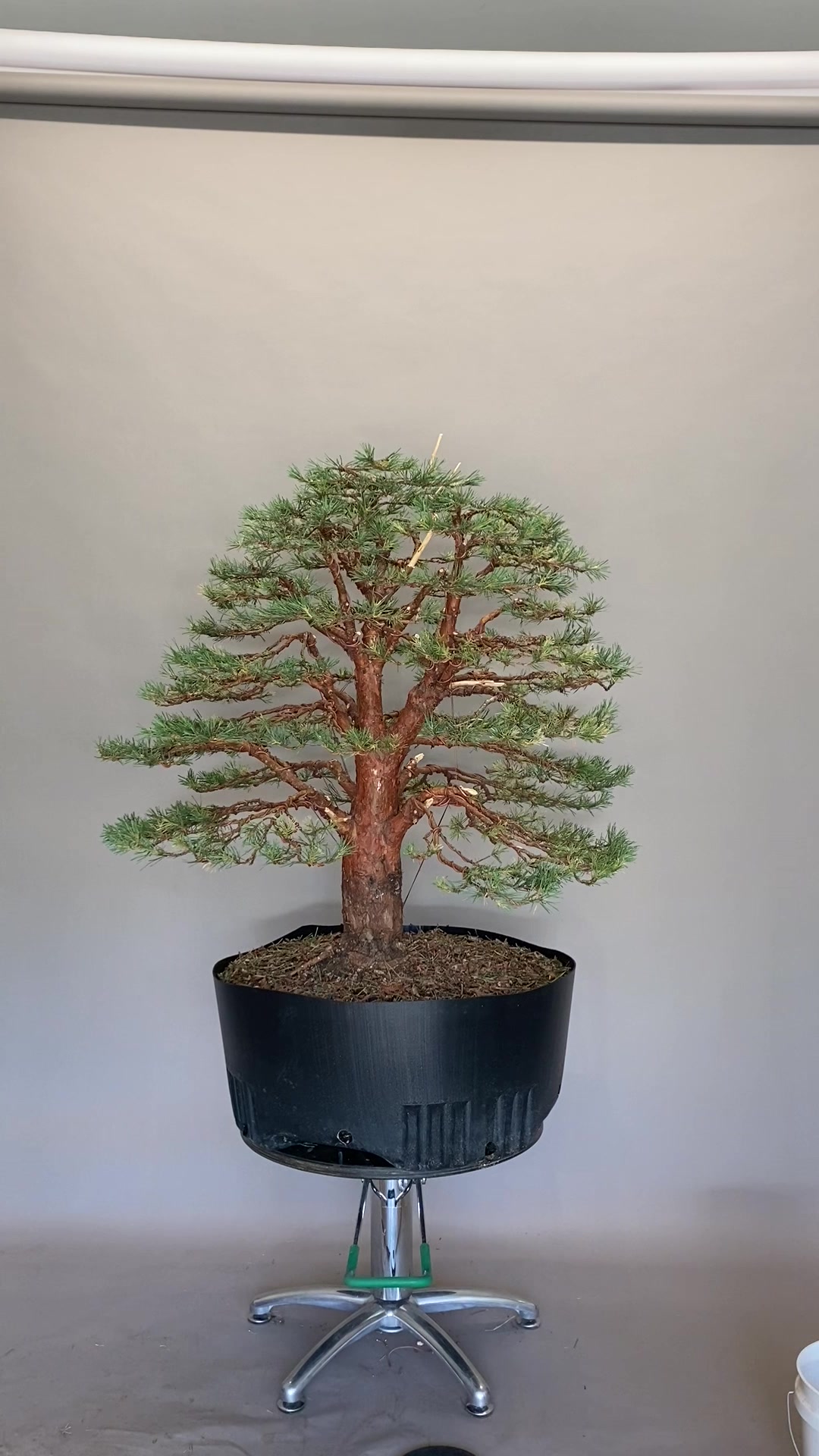 @Bonsai Movement