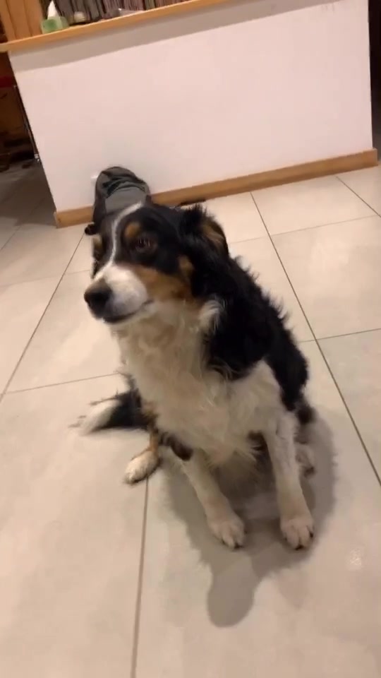 @Chocolats Le Chien