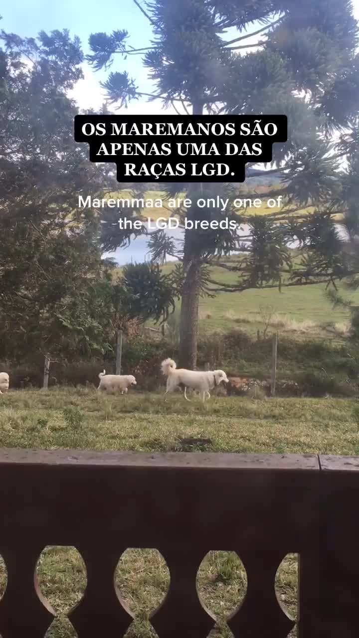 @Damaris