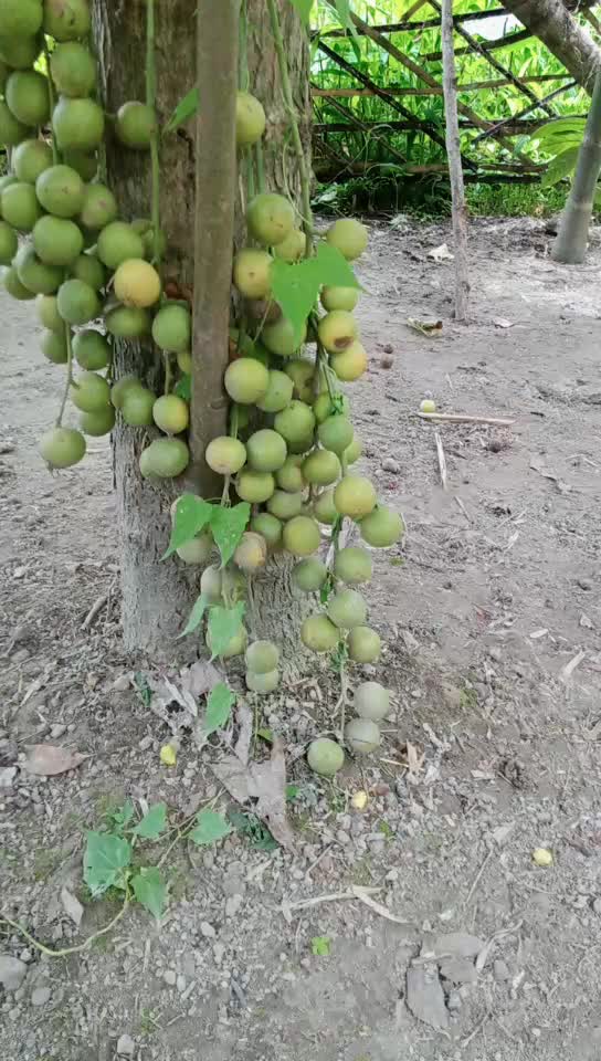 @seea saikia