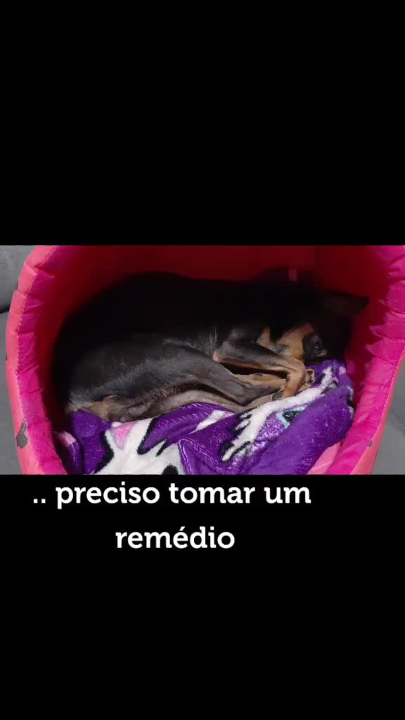 @NarutoCalopsita_Pets