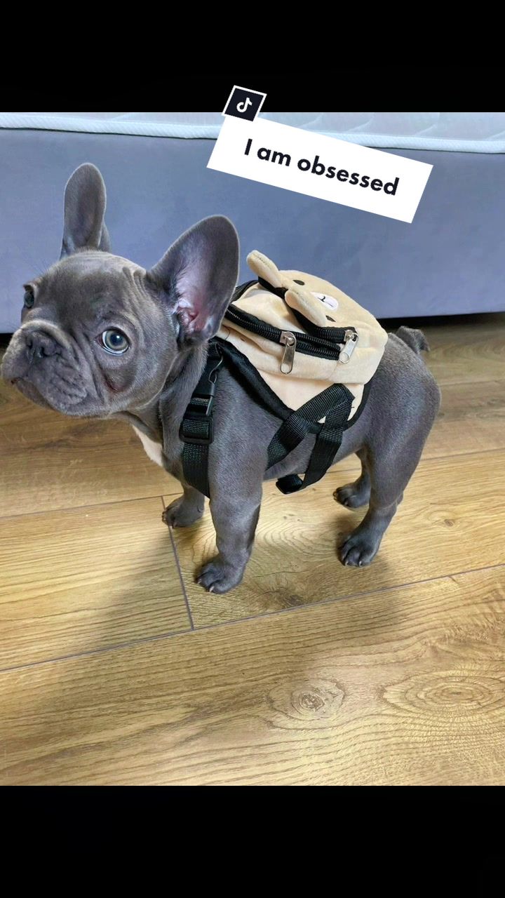 @Cookie 🍪 French Bulldog 🦴