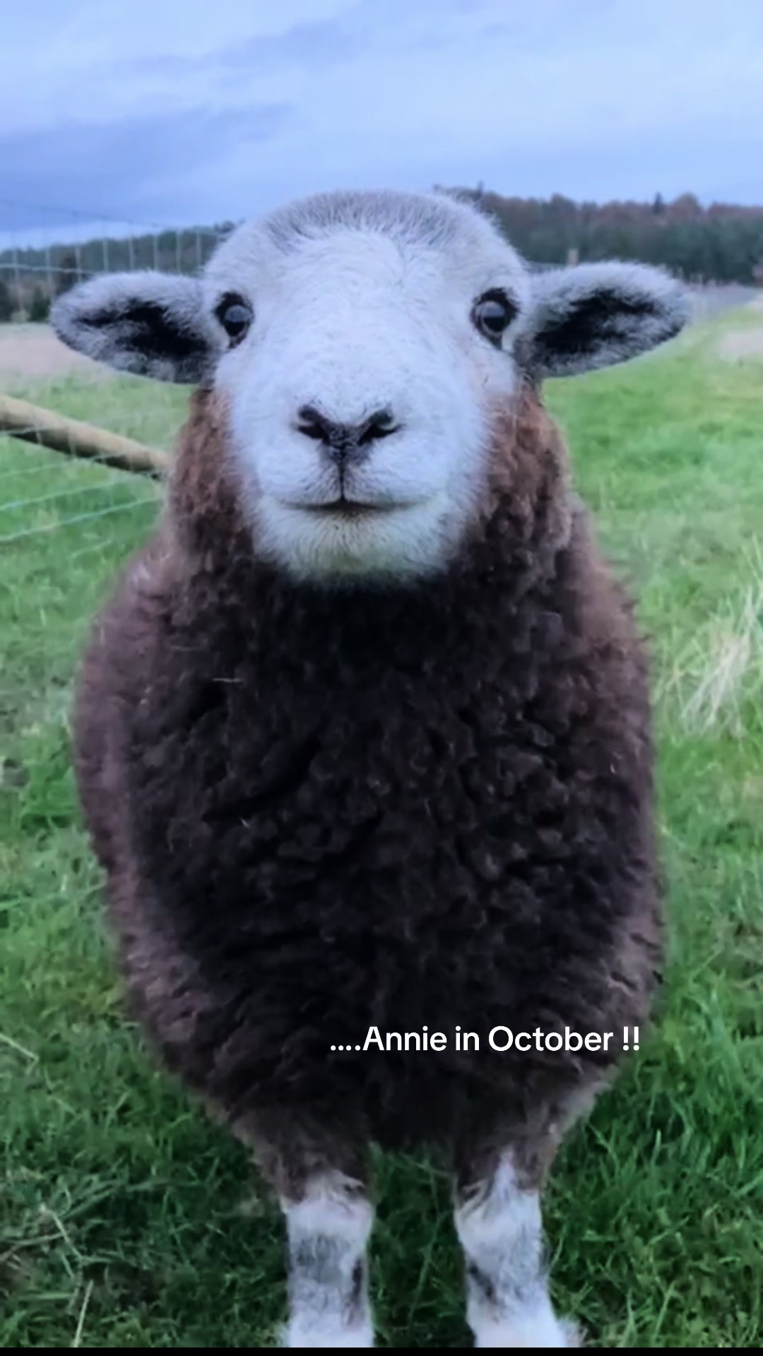 @Annie The Lamb