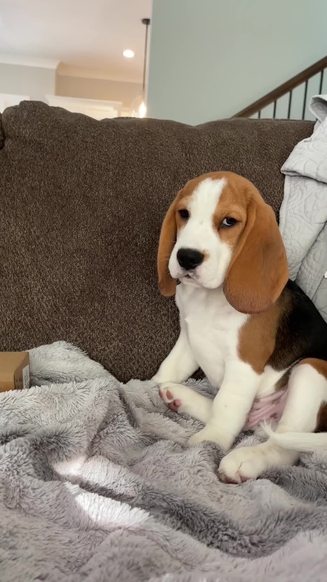 @Bogey the Beagle