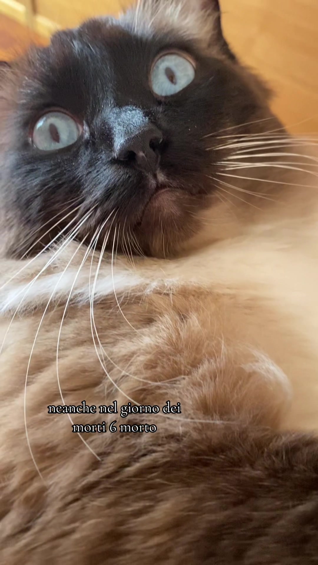 @Ren the Ragdoll Cat