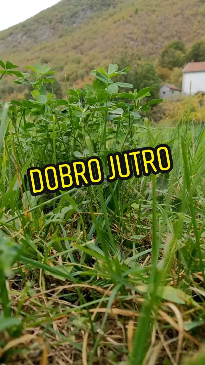 @Drežnica