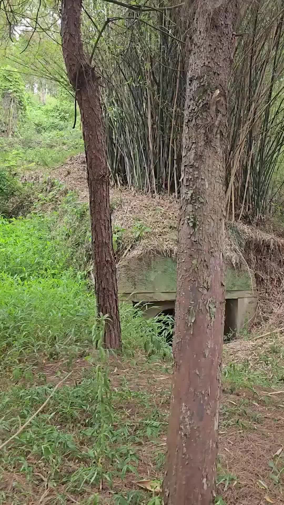 @逸明荒野探墓