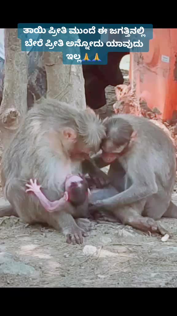 @Rangappa nayak teja