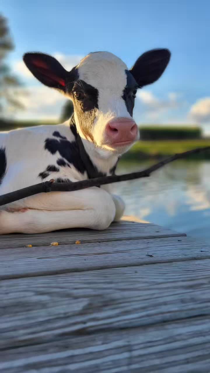 @Farmer Moo