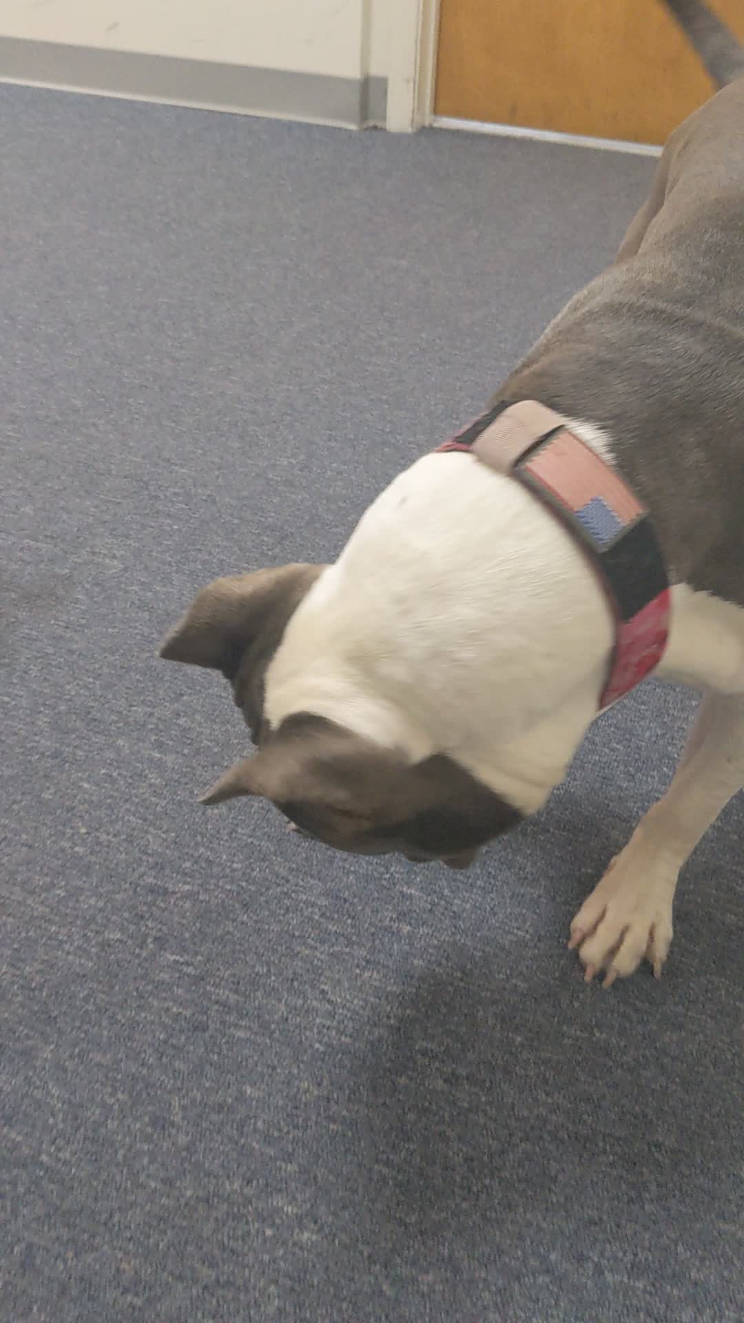 @Bella_Blue_Bully