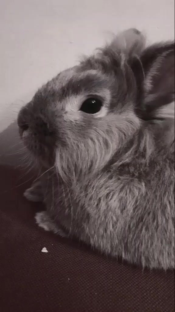 @Dieren lovers 💞