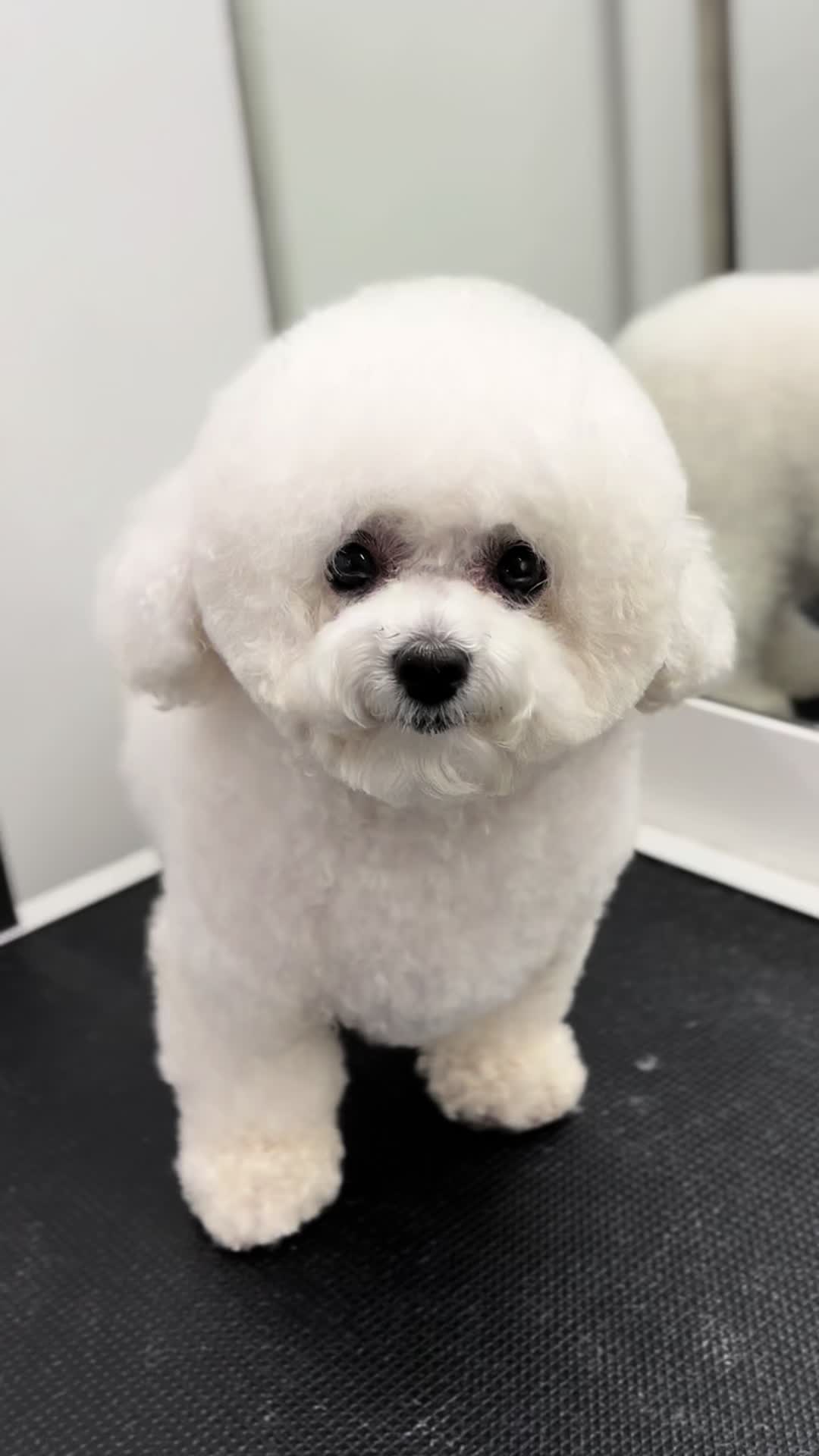 @PetStylist_Teti