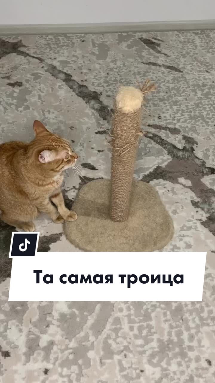 @Культ пушистого равновесия