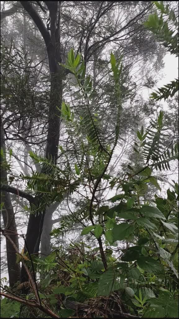@Meenakshi Anirudhan