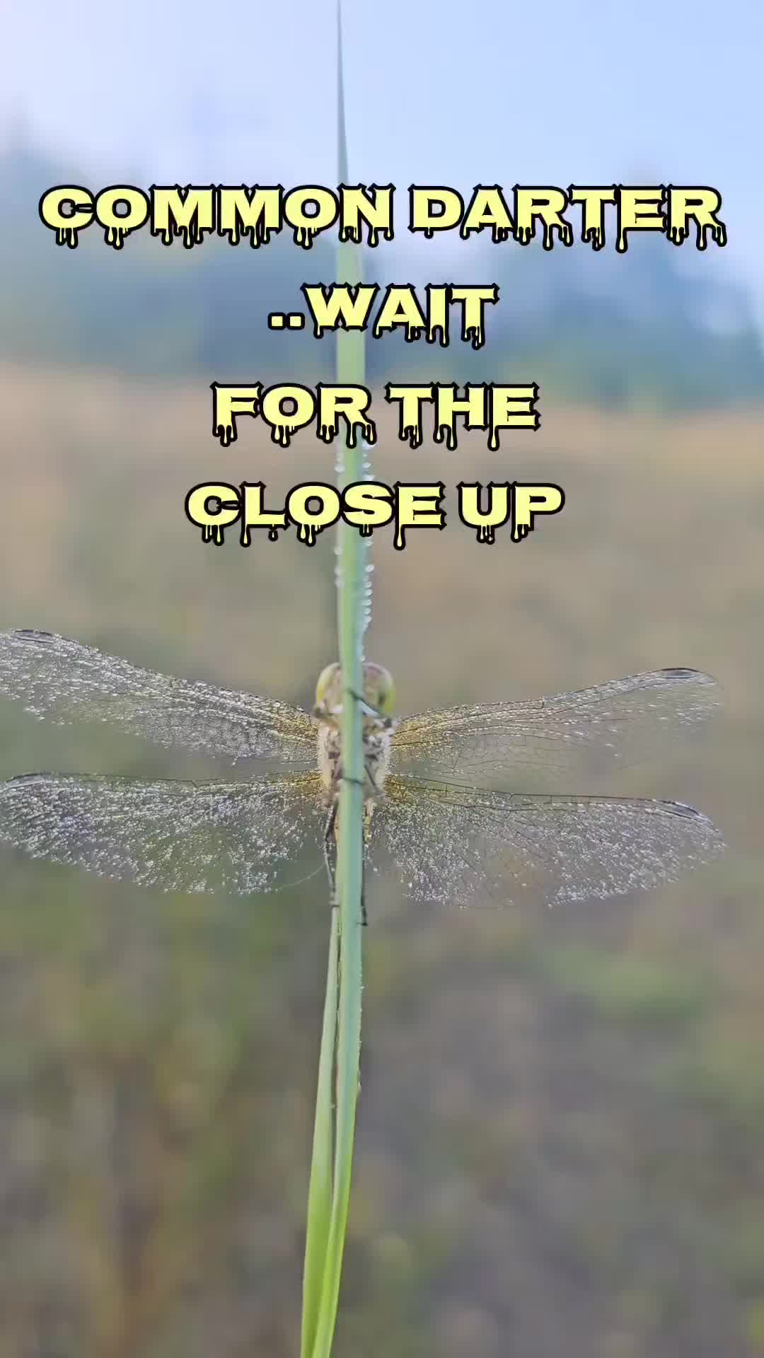 @weemadbeasties