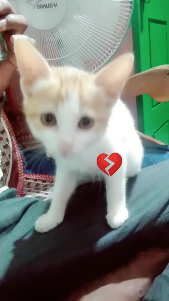 @s . meri . jaan