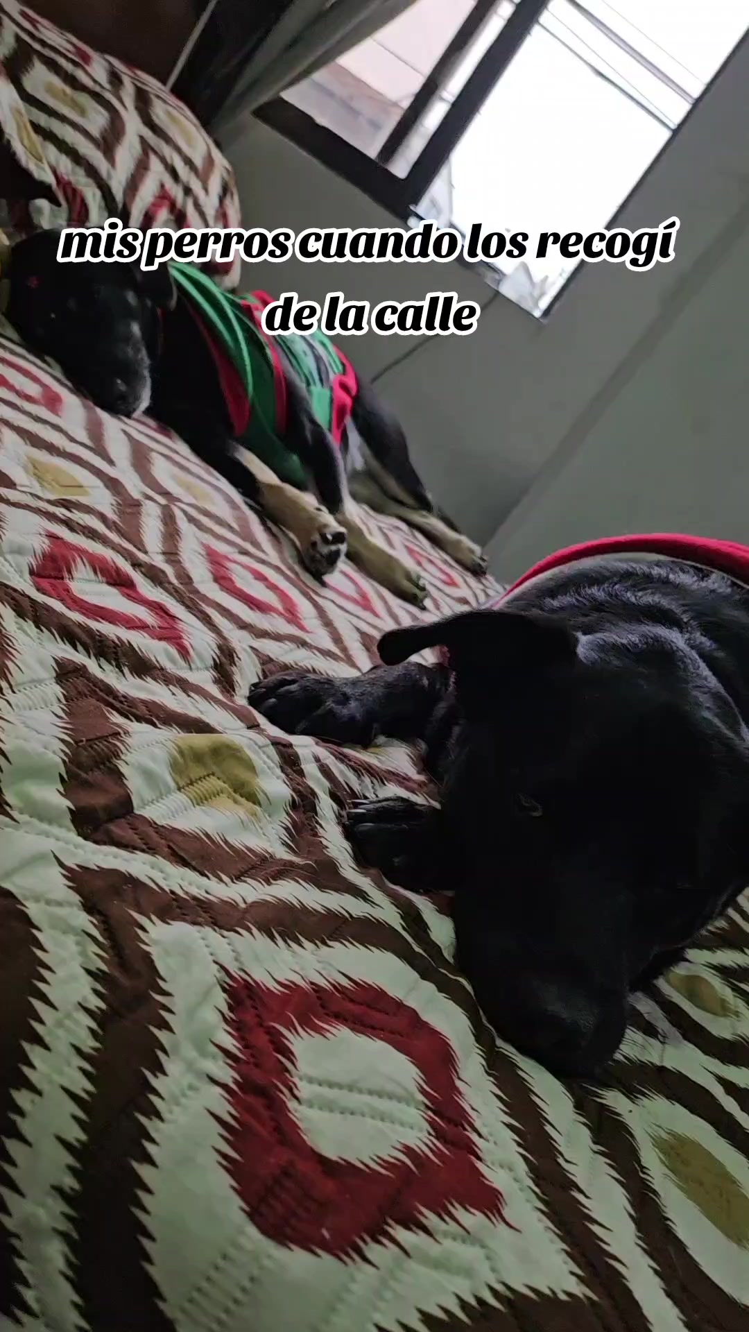 @Lina Paola Nieto
