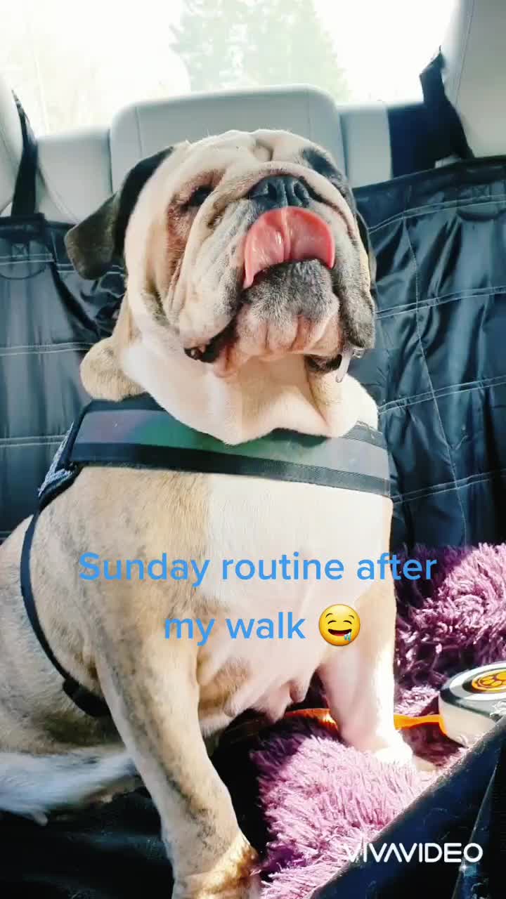 @bulldogCoco