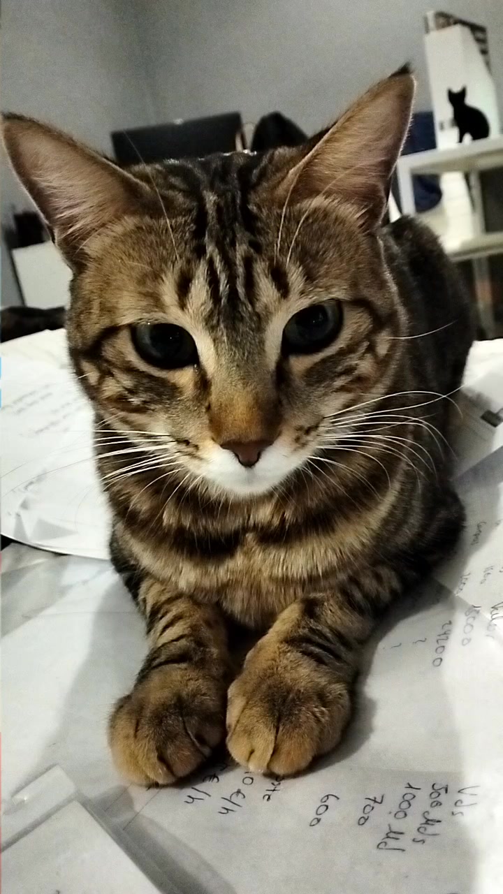 @lalocadelosgatos