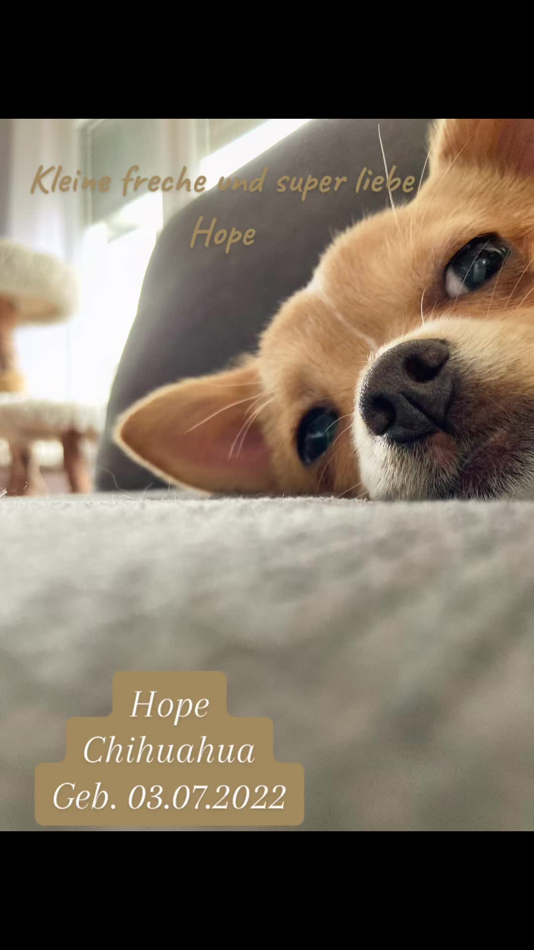 @αуαηα&нσρє 🐕🐕&🐈🐈⬛🐈🐹