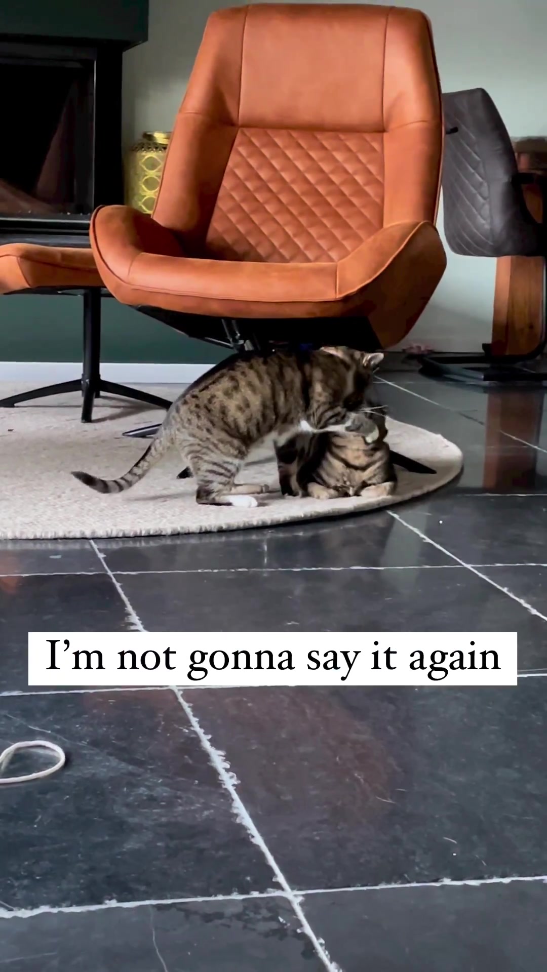 @Purrfect Spark
