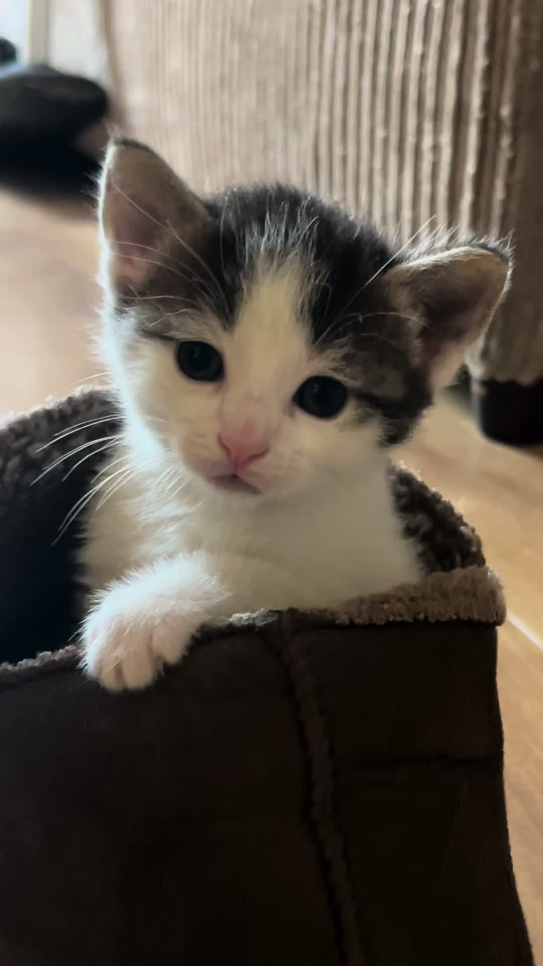 @Tootie The Cat