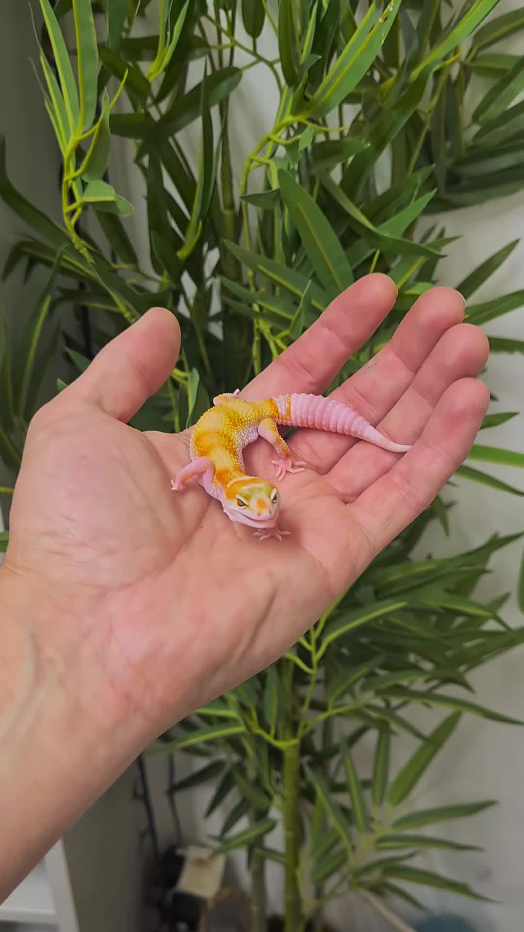 @CambridgeGecko