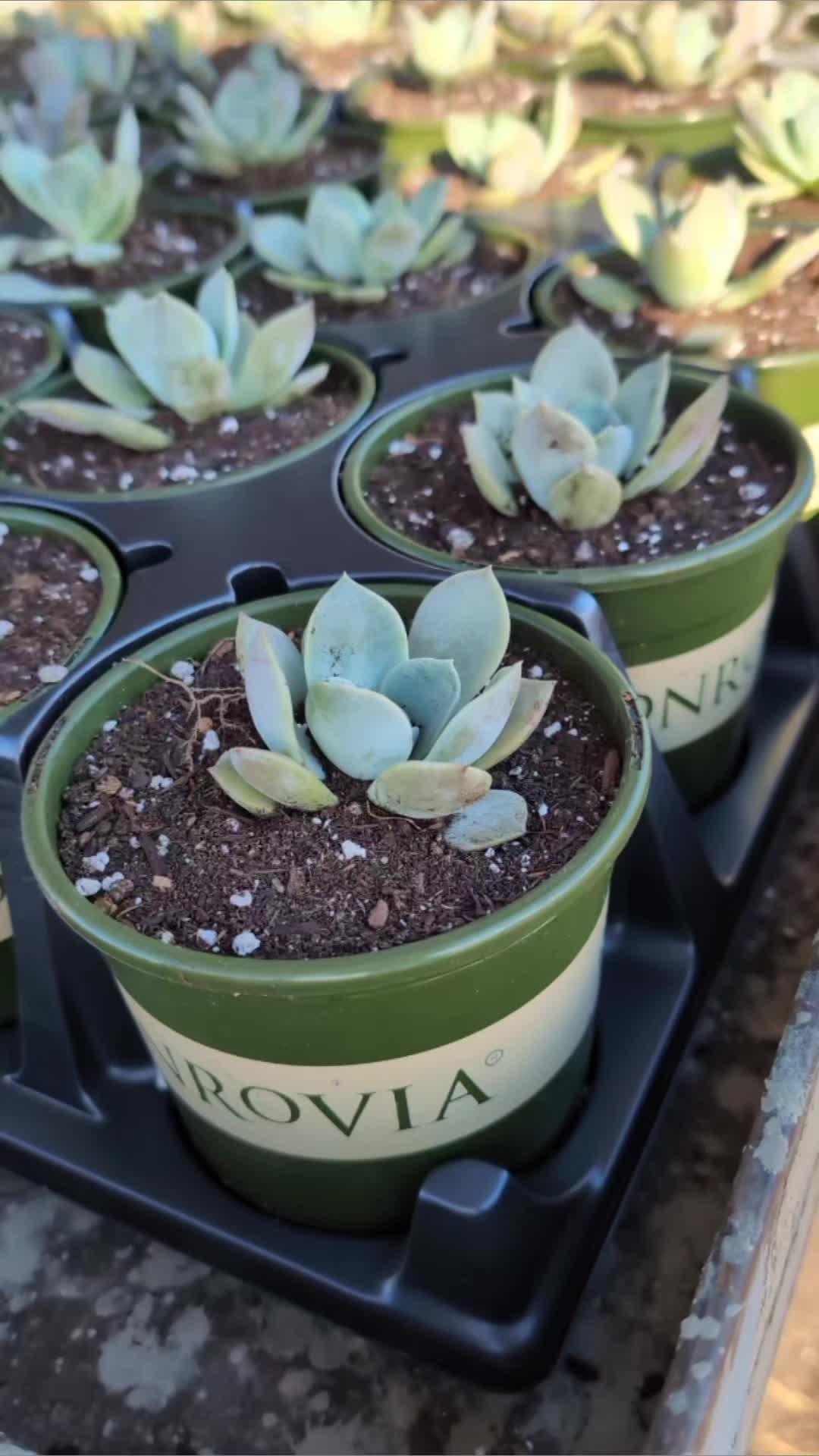 @PLANTchatterr