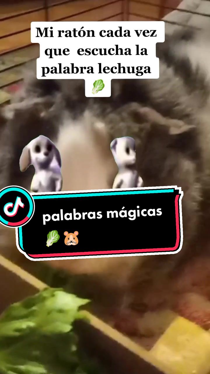 @elrat&oacute;n