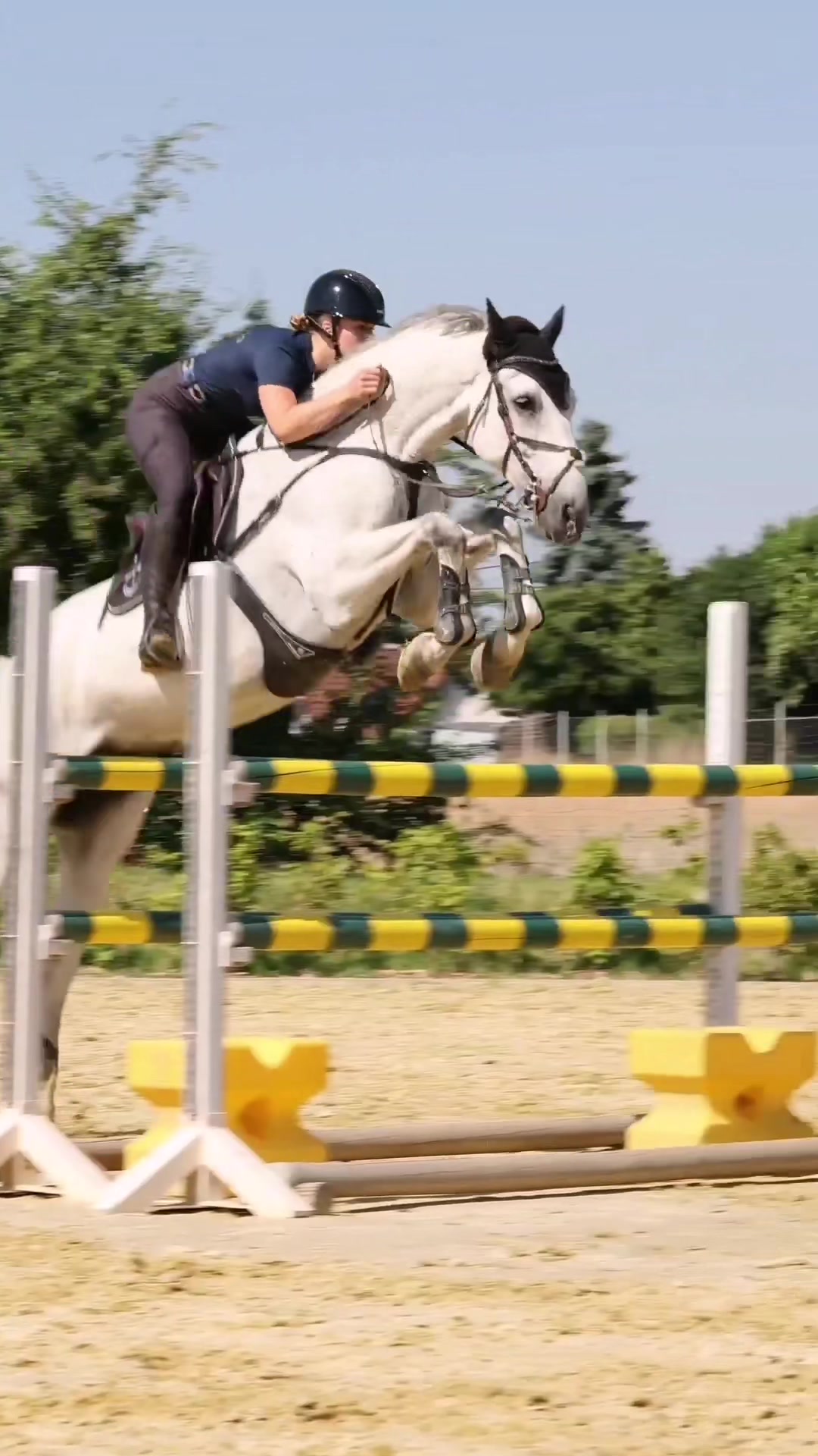 @Sir Ludwig Equestrian