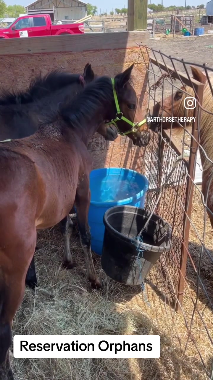 @Horses<>Helping<>Humans