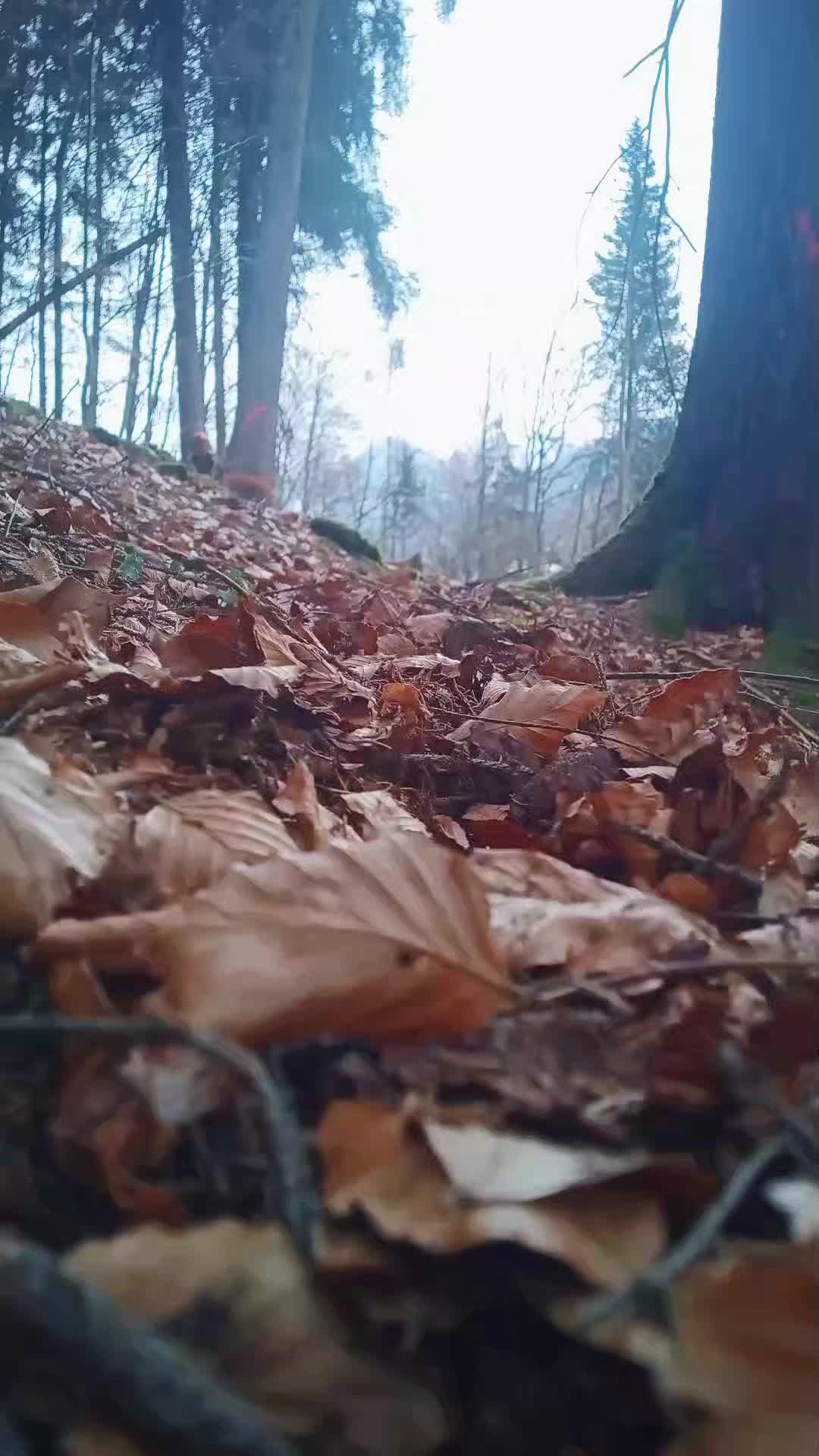 @cäp. Nänduu