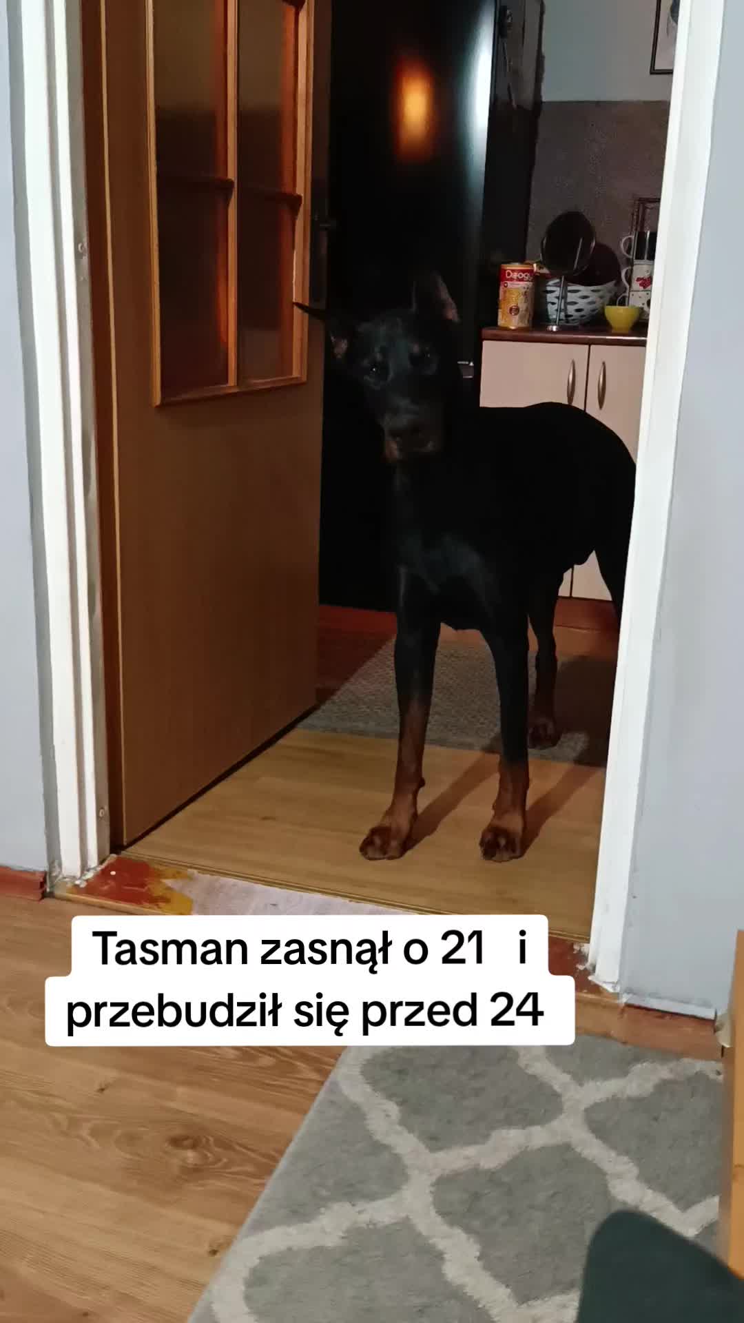 @🌪️ 𝗧 𝗔 𝗦 𝗠 𝗔 𝗡 🌪️