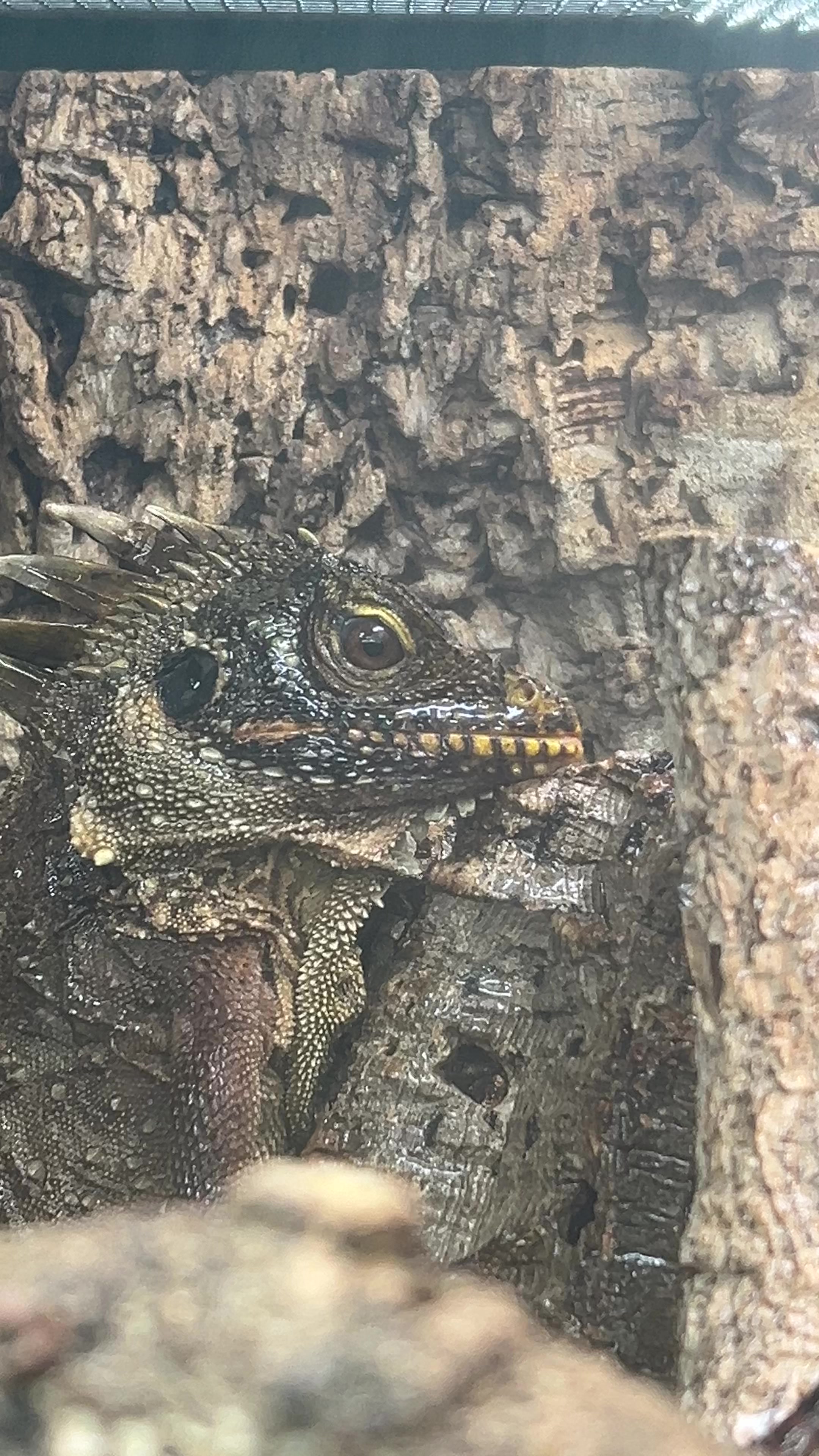@HabiStatReptile