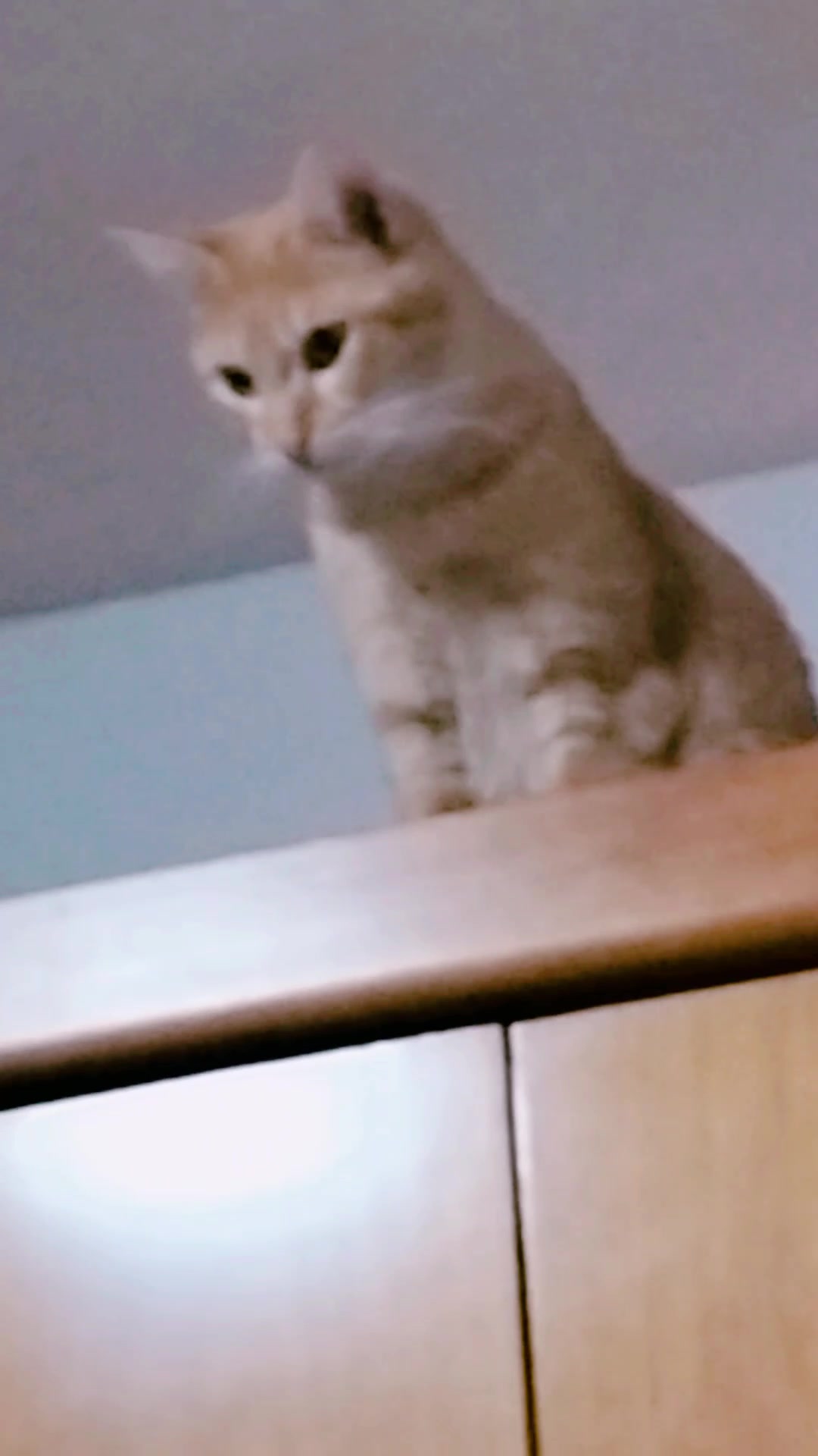 @lalocadelosgatos