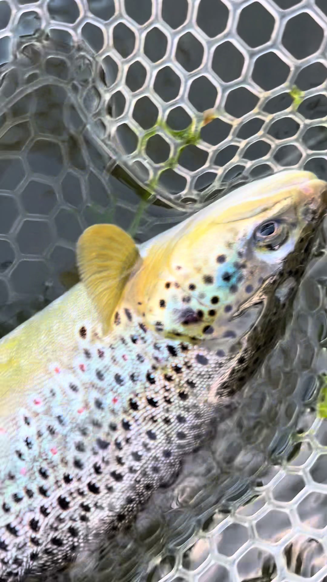 @lucky.hat.fly.fishing