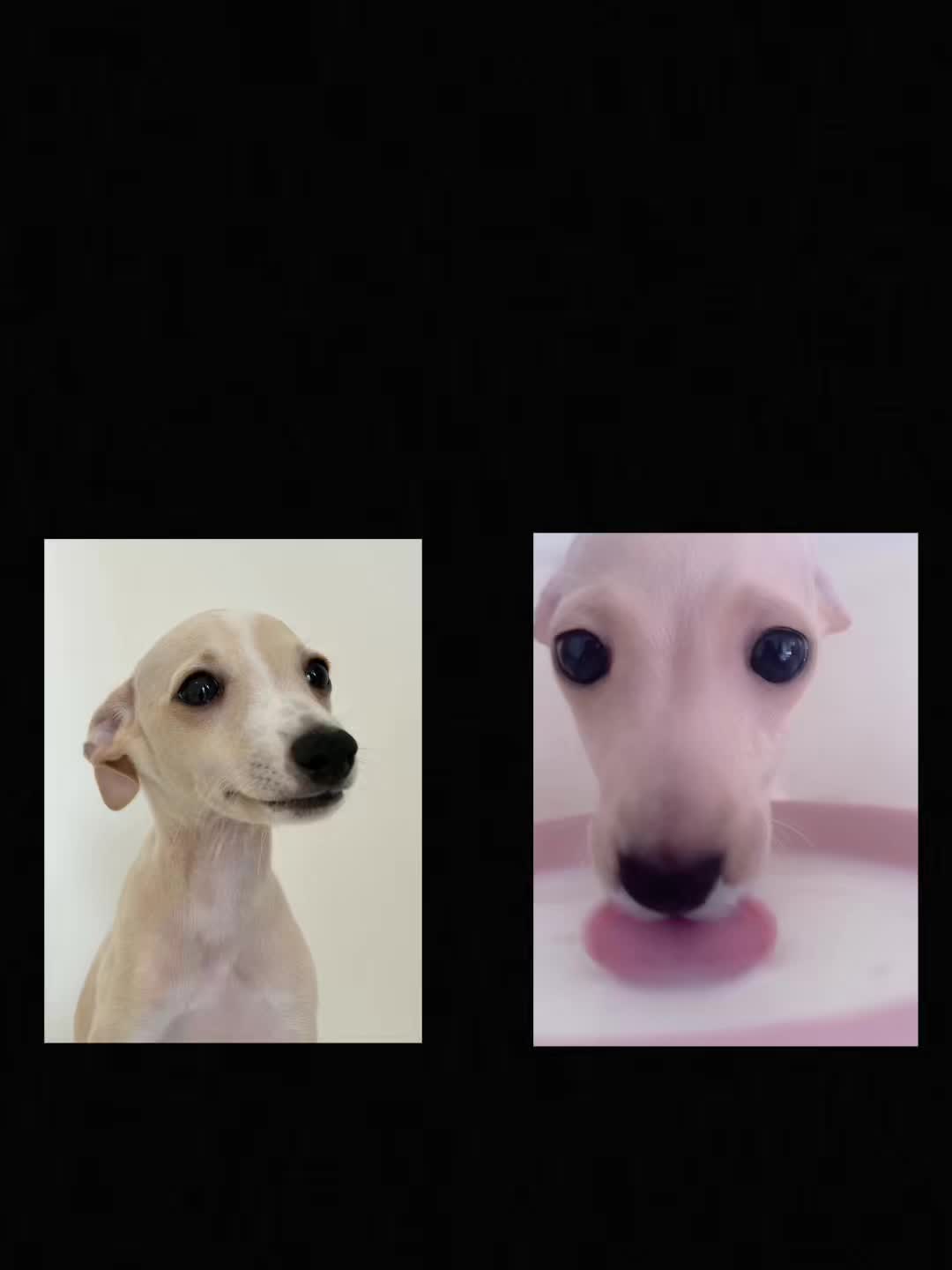 @Pet World Hub