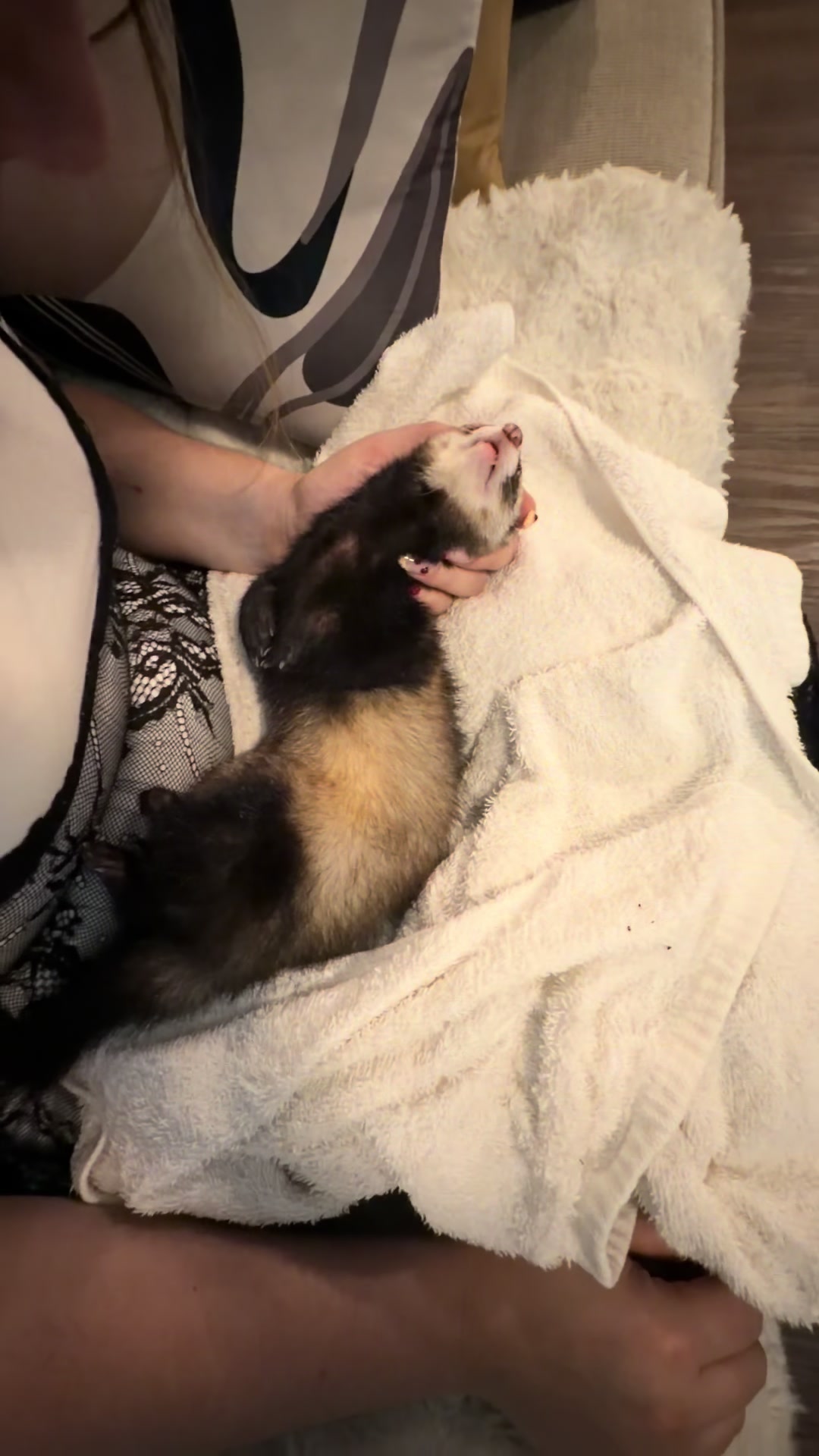 @oliverandstellaferrets